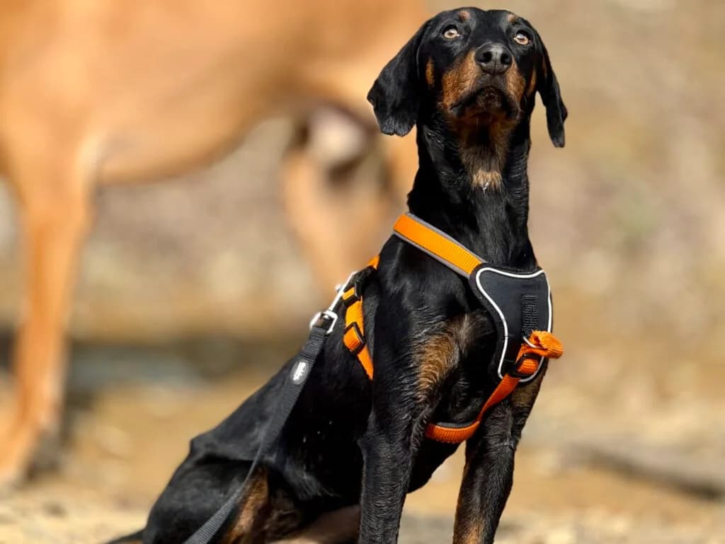 Lily, schwarz female Mixed Breed for adoption at APAL Finikas (Kreta)