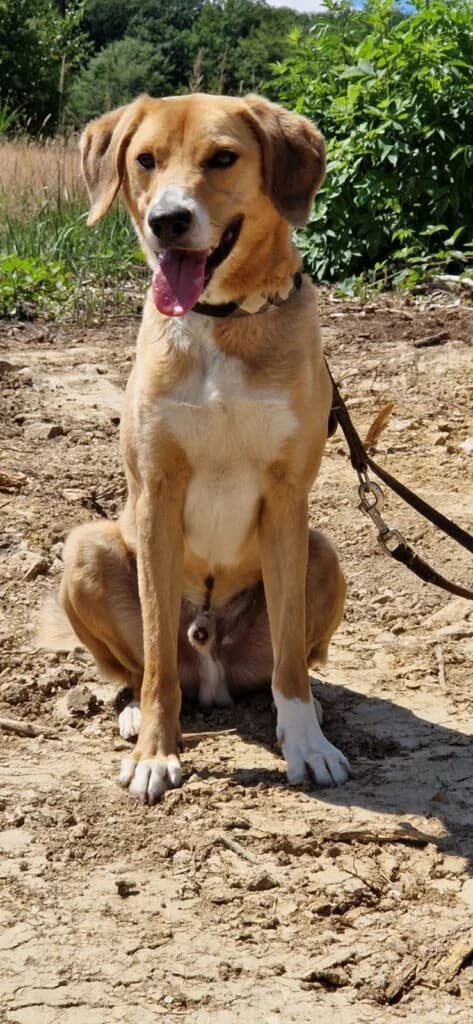 Toffee, male Mixed Breed for adoption at APAL Finikas (Kreta)
