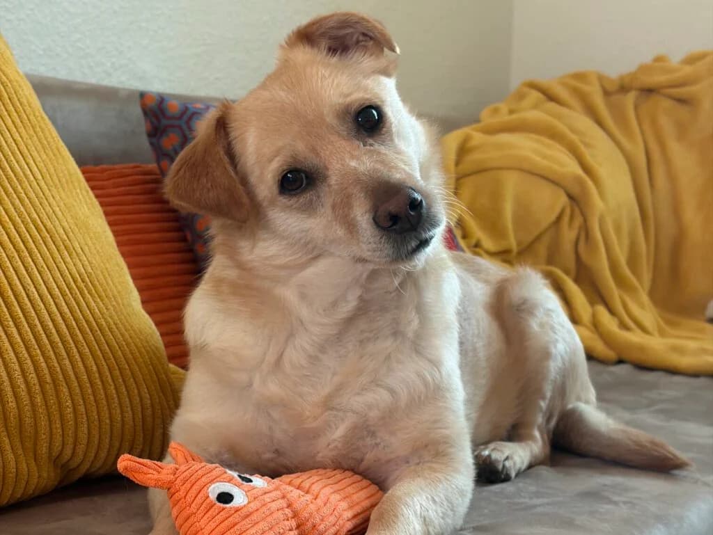 Emma, beige female 4yo Mixed Breed for adoption at APAL Finikas (Kreta)