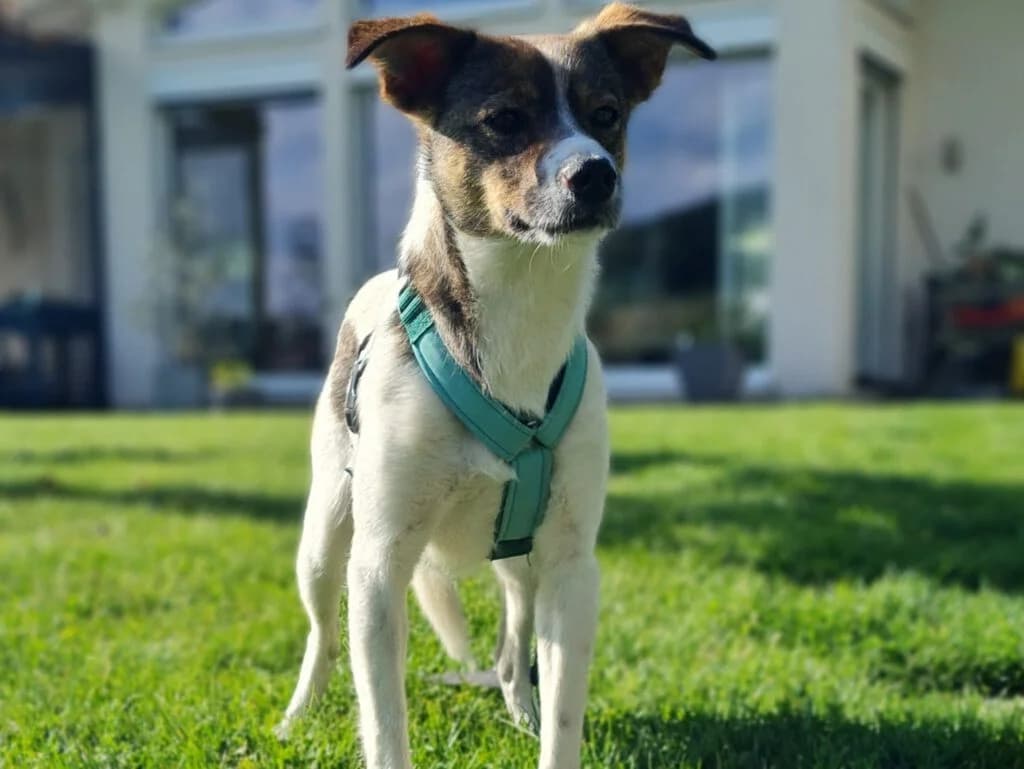 Tina, female Mixed Breed for adoption at APAL Finikas (Kreta)