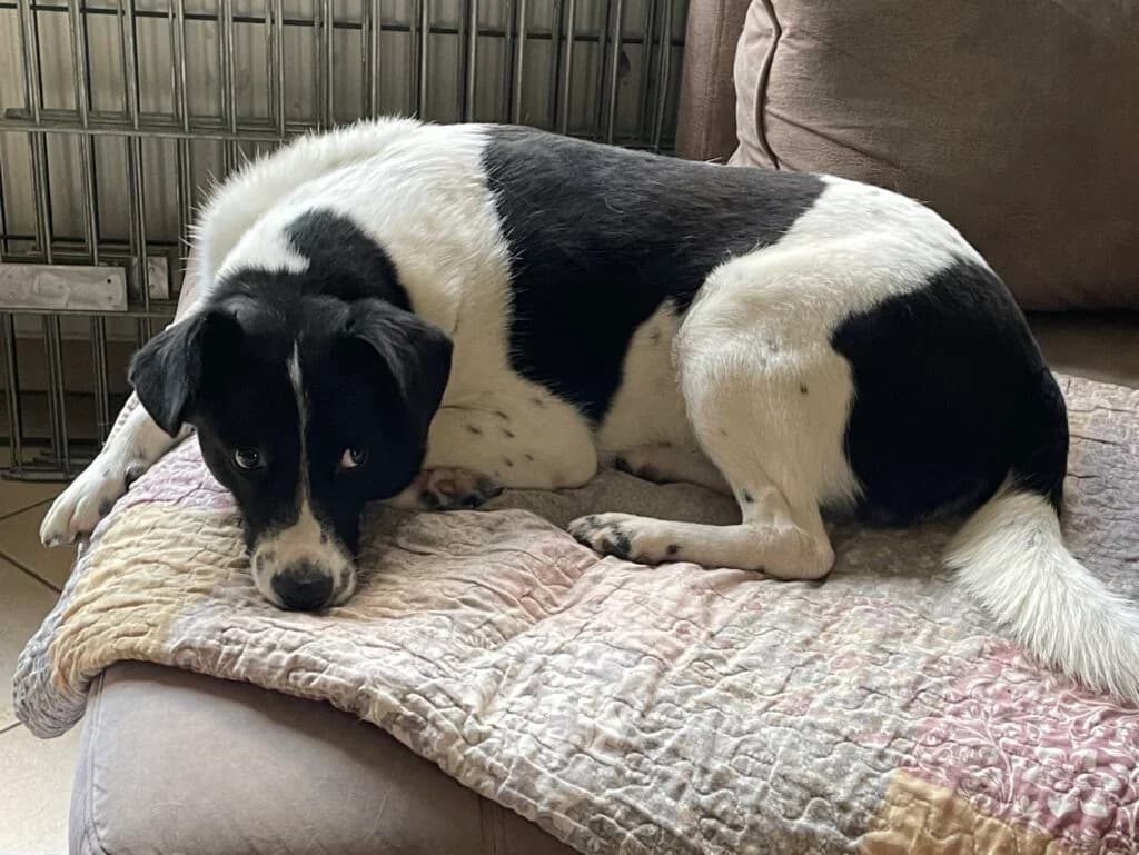 Louis, schwarz male Mixed Breed for adoption at APAL Finikas (Kreta)