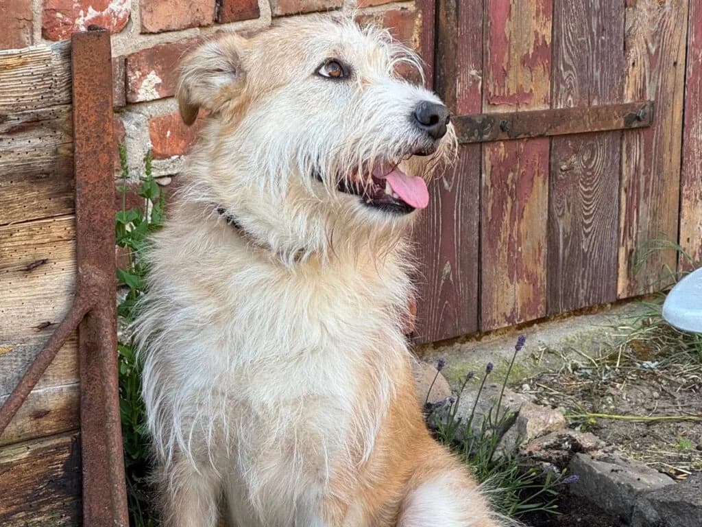 Tallulah, beige female Mixed Breed for adoption at APAL Finikas (Kreta)