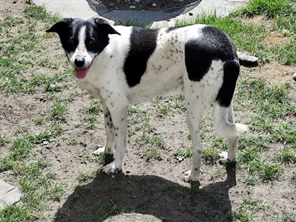Kalli, male Mixed Breed for adoption at APAL Finikas (Kreta)