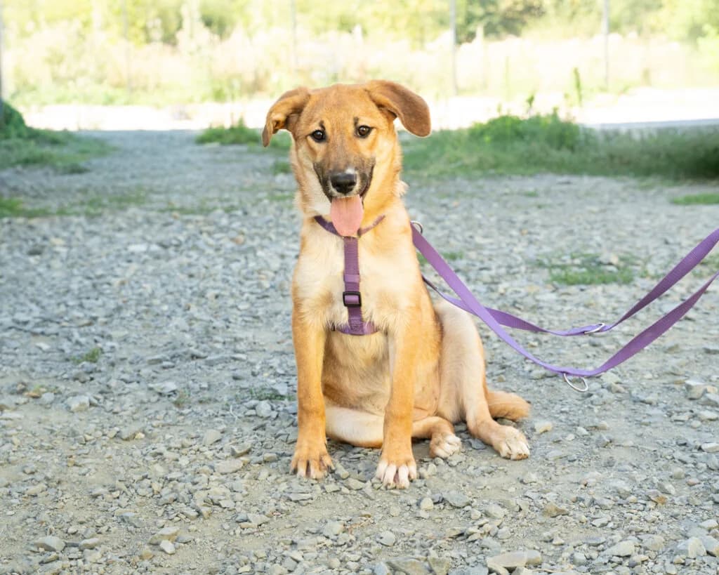 Rika, weiß female Mixed Breed for adoption at APAL Finikas (Kreta)
