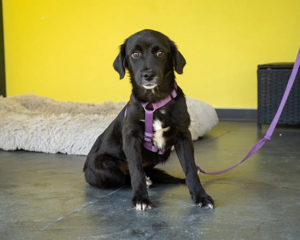 Aika, weiß female Mixed Breed for adoption at APAL Finikas (Kreta)