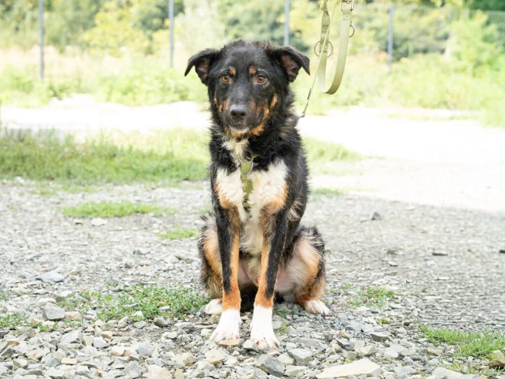 Luis, male Mixed Breed for adoption at APAL Finikas (Kreta)