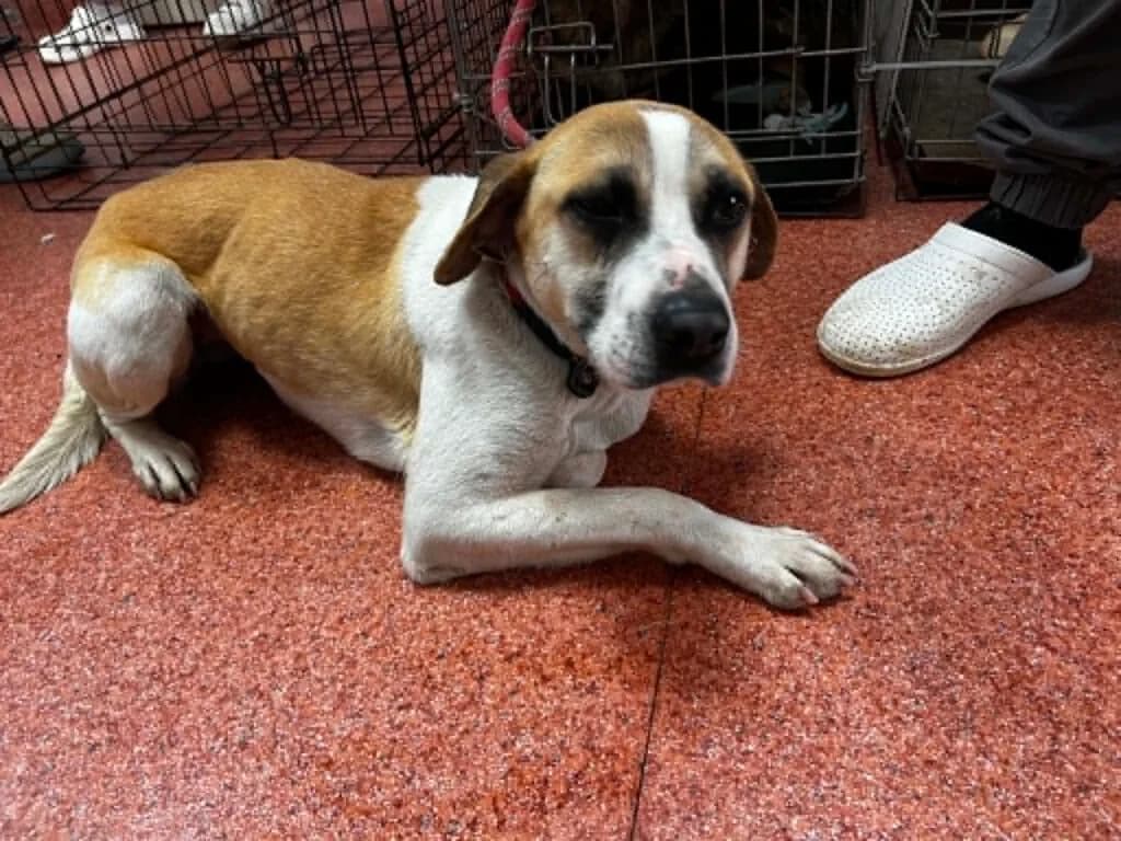 Wilma, female Mixed Breed for adoption at APAL Finikas (Kreta)