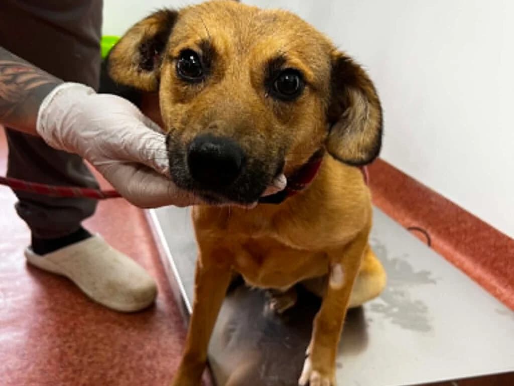 Nalani, female Mixed Breed for adoption at APAL Finikas (Kreta)