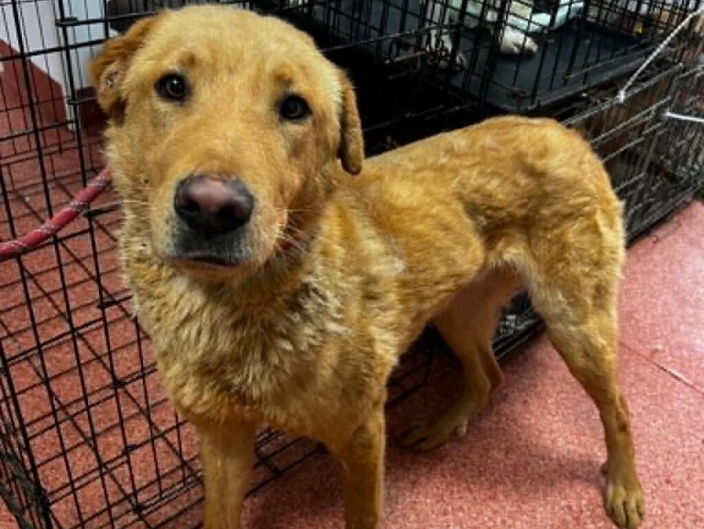 Sam, male Mixed Breed for adoption at APAL Finikas (Kreta)