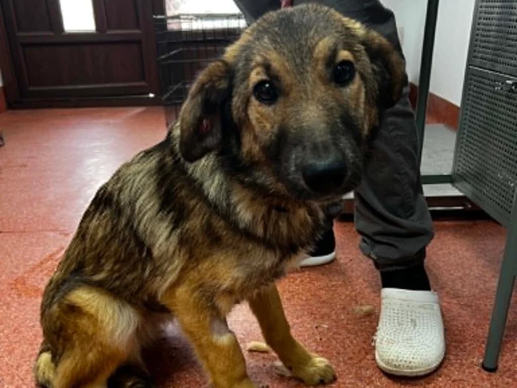 Mailo, male Mixed Breed for adoption at APAL Finikas (Kreta)