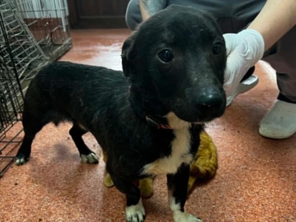 Luis, weiß male Mixed Breed for adoption at APAL Finikas (Kreta)