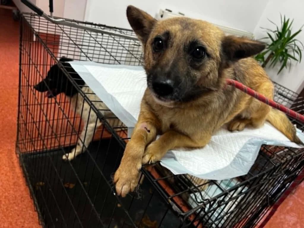 Lucy, braun female Mixed Breed for adoption at APAL Finikas (Kreta)