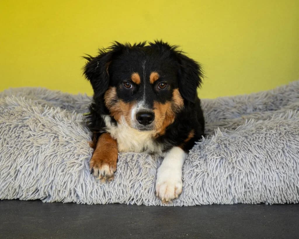 Amano, male Mixed Breed for adoption at APAL Finikas (Kreta)