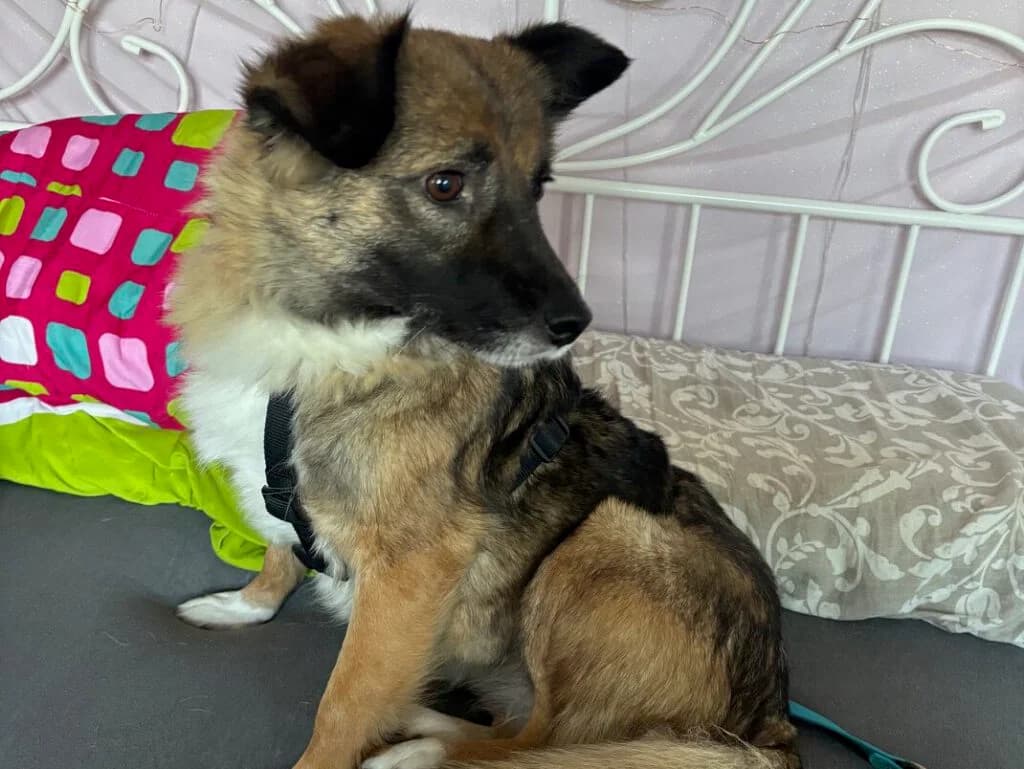 Bonita, braun female Mixed Breed for adoption at APAL Finikas (Kreta)