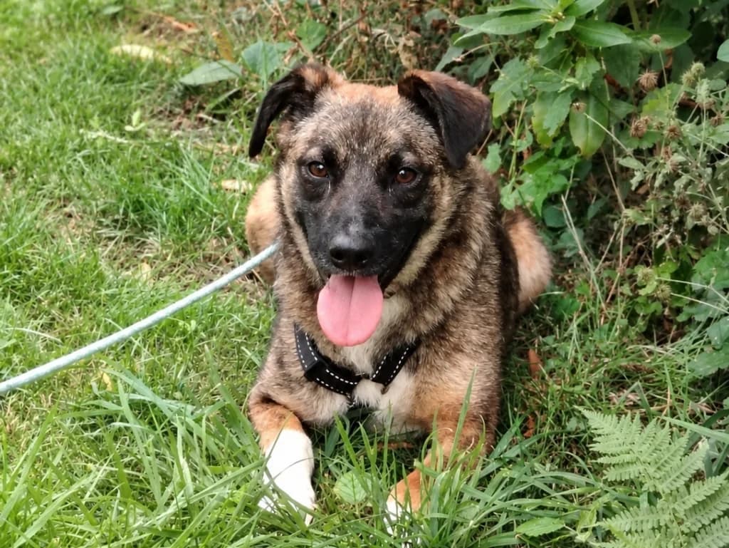 Sam, male Mixed Breed for adoption at APAL Finikas (Kreta)