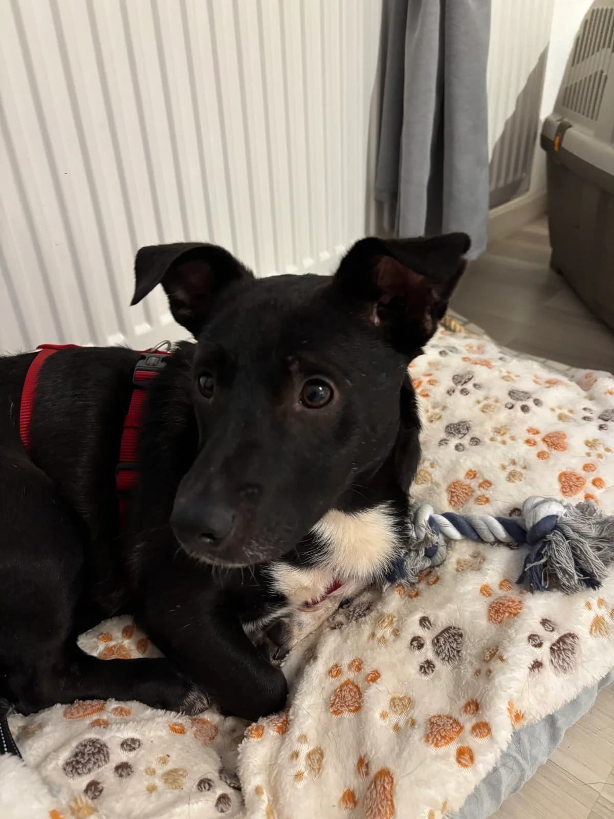 Luis, weiß male Mixed Breed for adoption at APAL Finikas (Kreta)