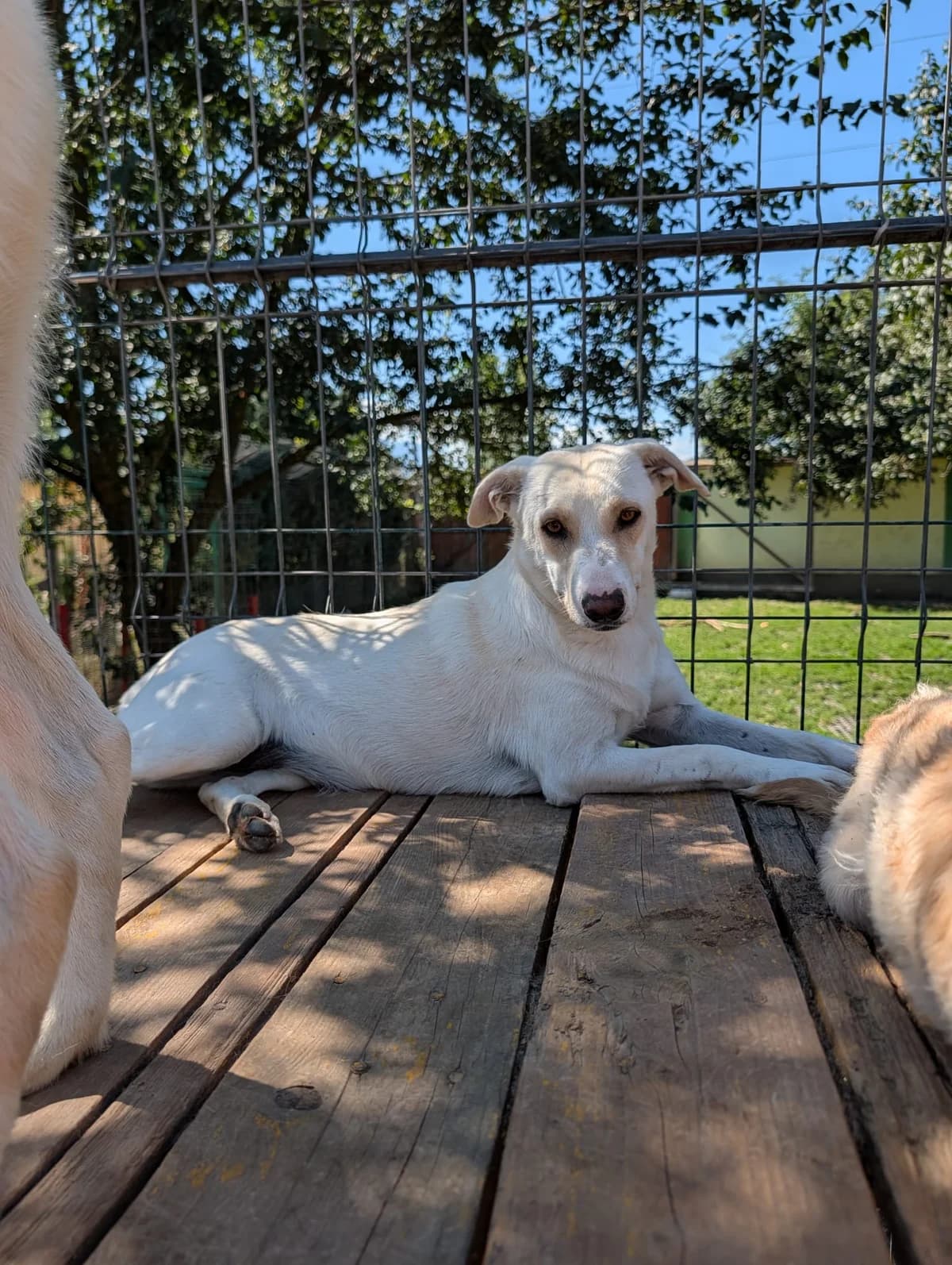 Luna, beige female Mixed Breed for adoption at APAL Finikas (Kreta)