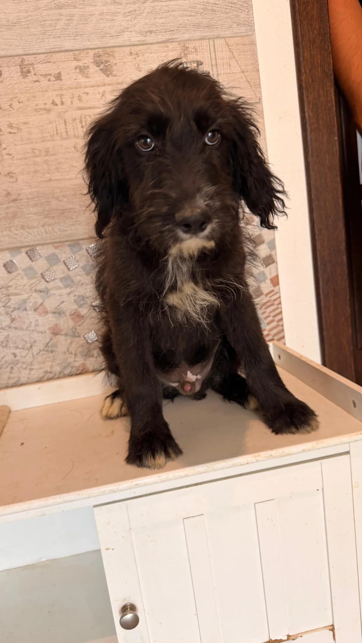Alfie, weiß male puppy Mixed Breed for adoption at APAL Finikas (Kreta)