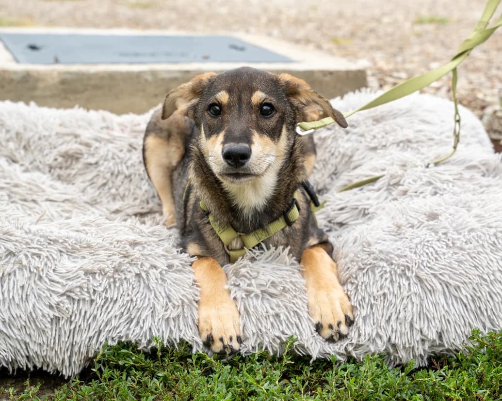 Aris, male puppy Mixed Breed for adoption at APAL Finikas (Kreta)