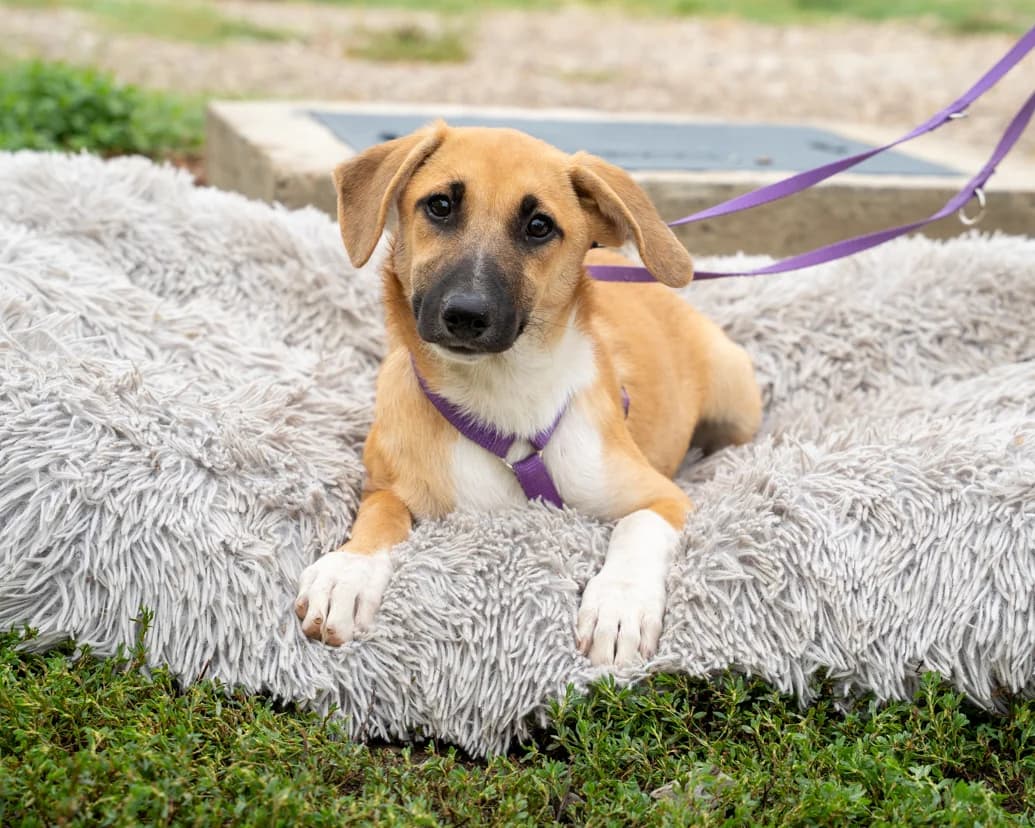 Clea, female puppy Mixed Breed for adoption at APAL Finikas (Kreta)