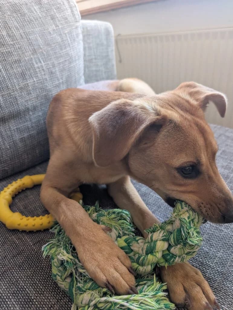 Filou, male puppy Mixed Breed for adoption at APAL Finikas (Kreta)
