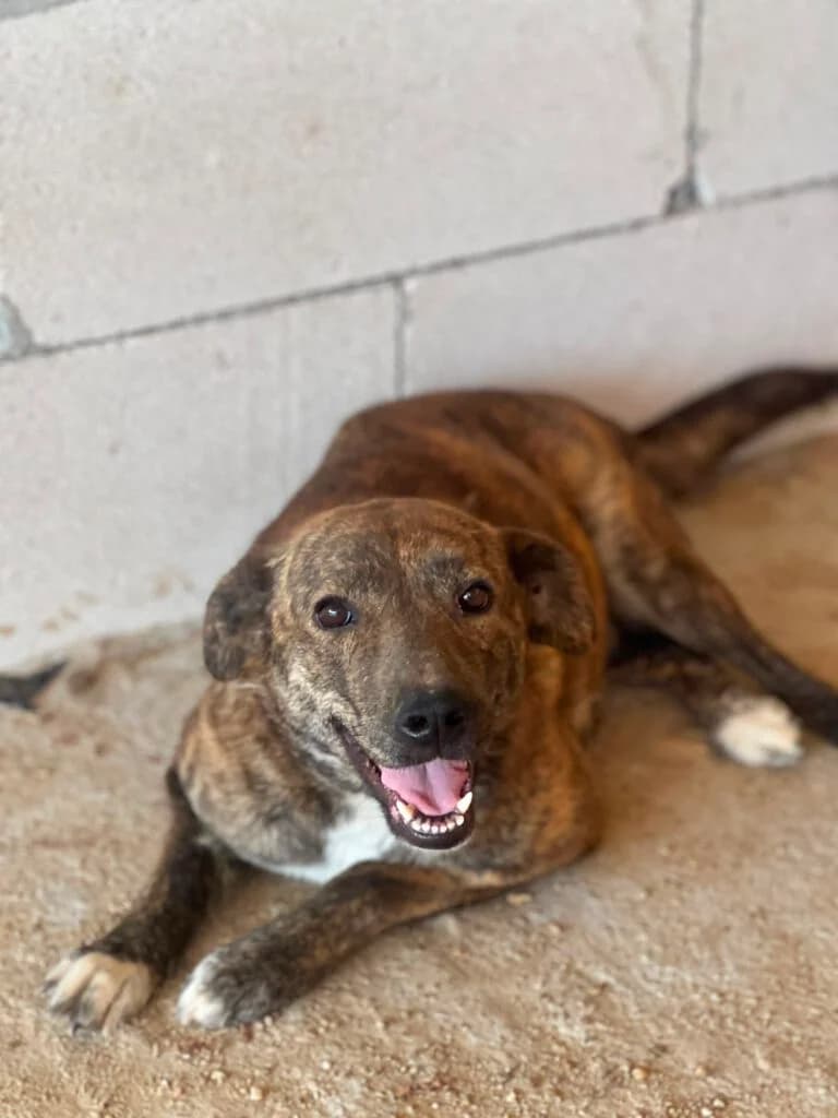 Nikita, female 3yo Mixed Breed for adoption at APAL Finikas (Kreta)
