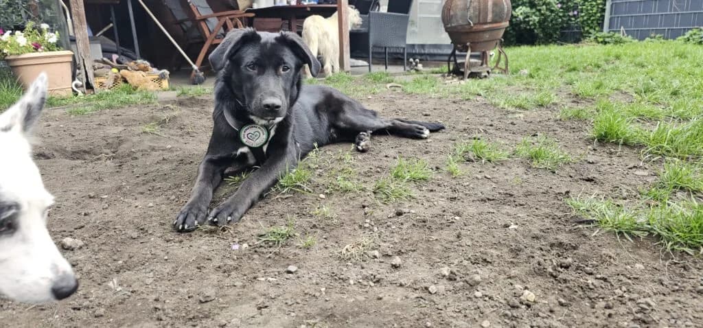 Elmo, male Mixed Breed for adoption at APAL Finikas (Kreta)