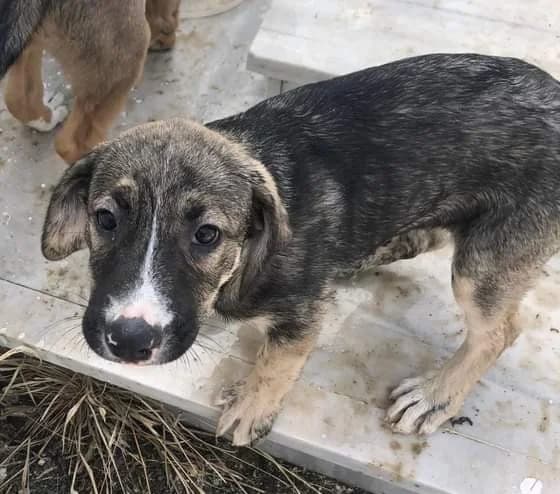 Maggie, female puppy Mixed Breed for adoption at CARE Corfu