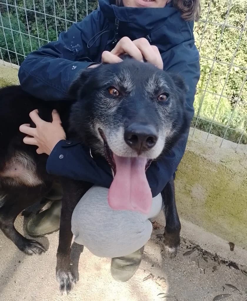 Theo, male senior Mixed Breed for adoption at CARE Corfu
