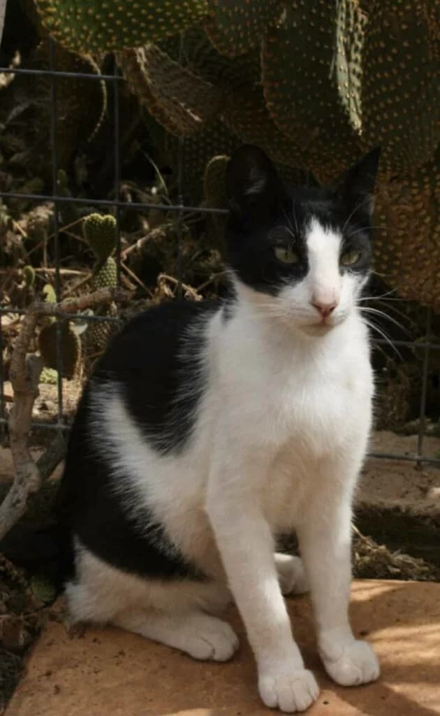 Nio (Νίο), male 3yo Mixed Breed for adoption at COPRAP — Corinthia Animal Rescue