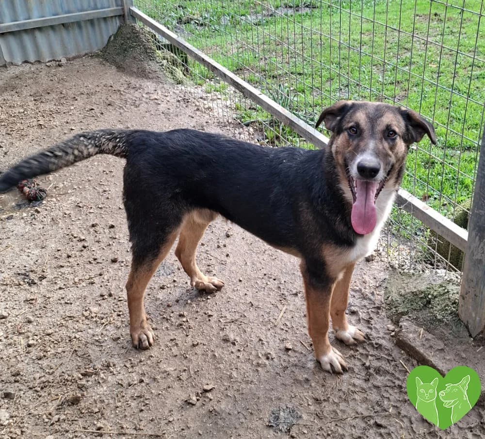 Aron, female puppy Mixed Breed for adoption at Corfu Animal Help, Corfu