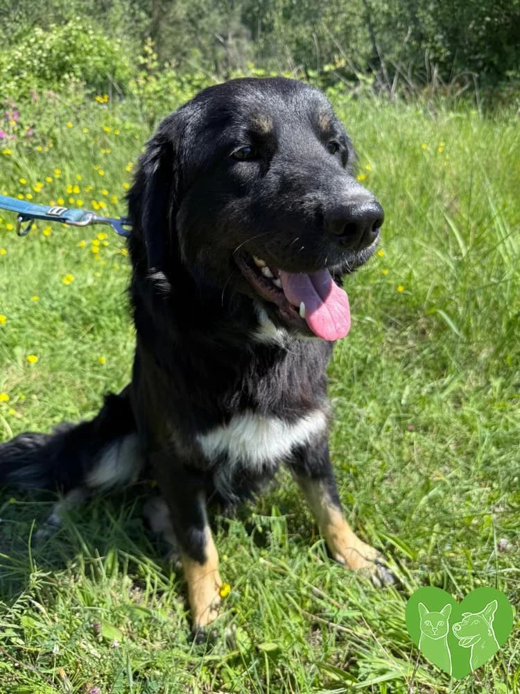 Astra, female Mixed Breed for adoption at Corfu Animal Help, Corfu