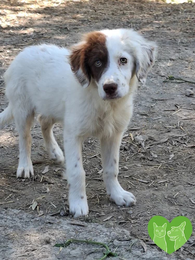 Balu, male puppy Mixed Breed for adoption at Corfu Animal Help, Corfu