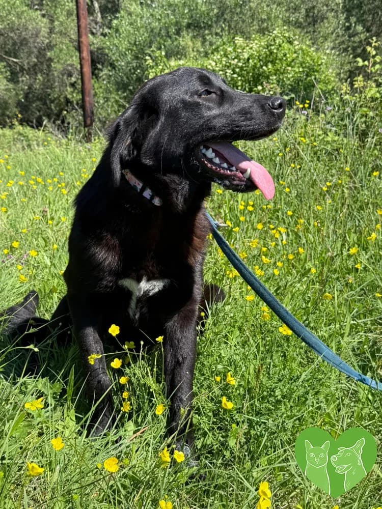 Eliza, female Mixed Breed for adoption at Corfu Animal Help, Corfu