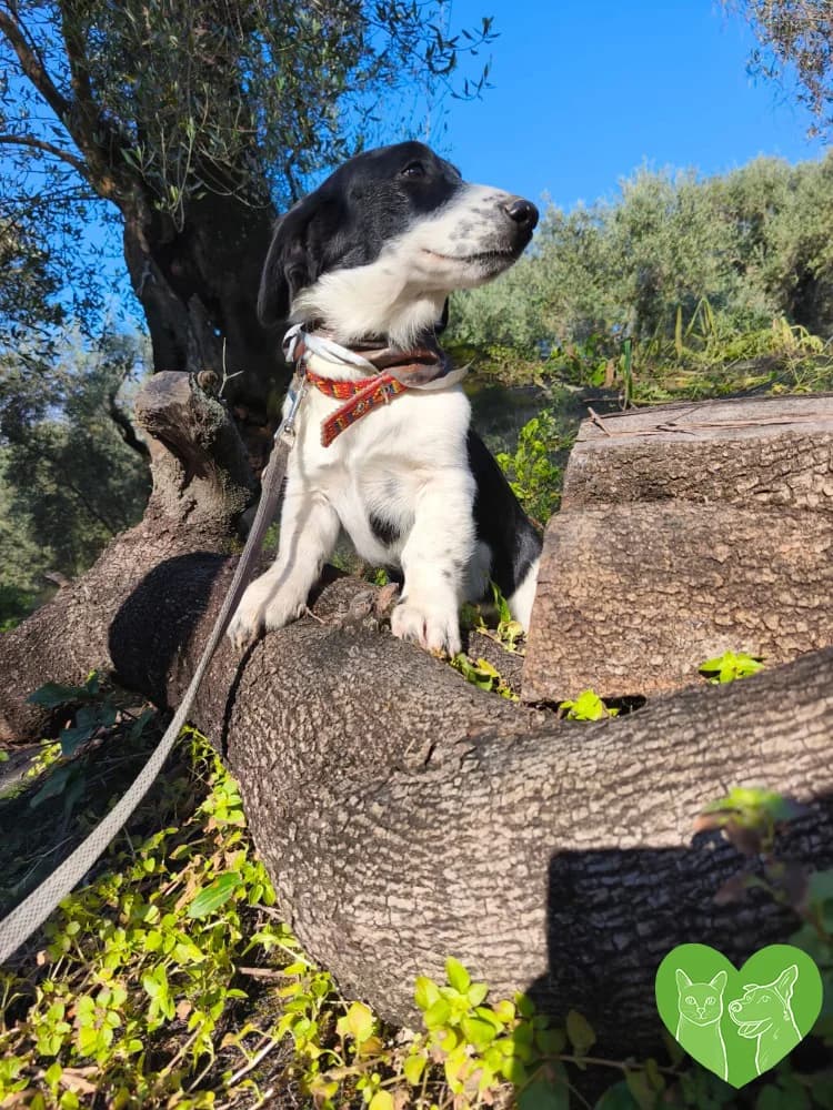 Evita, female Mixed Breed for adoption at Corfu Animal Help, Corfu