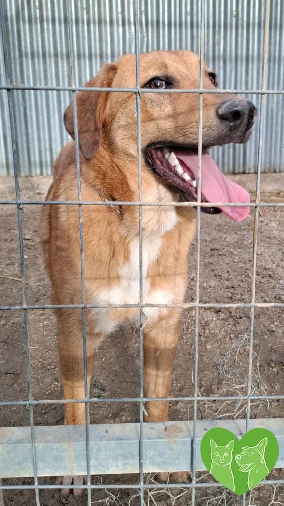 Lenny, Mixed Breed (Corfu Animal Help)