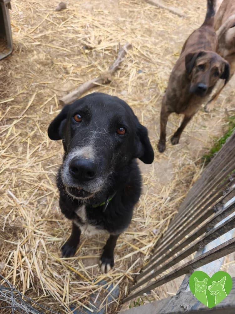 Melina, female Mixed Breed for adoption at Corfu Animal Help, Corfu