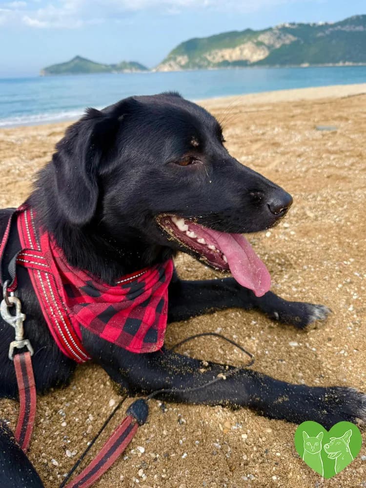 Mika, female Mixed Breed for adoption at Corfu Animal Help, Corfu