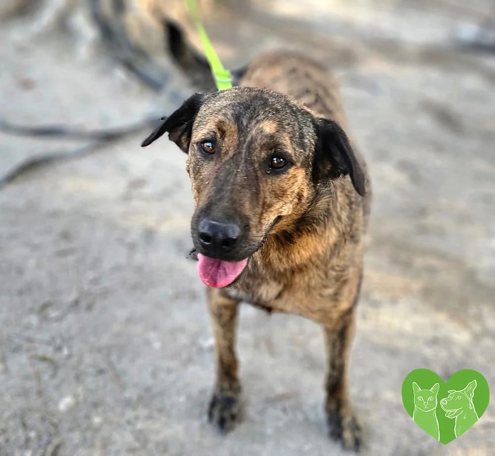 Milo, female puppy Mixed Breed for adoption at Corfu Animal Help, Corfu