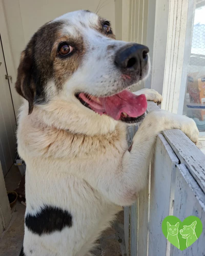 Monty, male Mixed Breed for adoption at Corfu Animal Help, Corfu