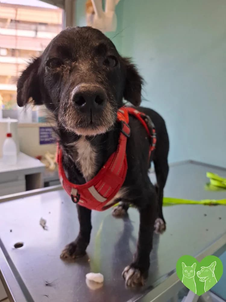 Nikos, male Mixed Breed for adoption at Corfu Animal Help, Corfu