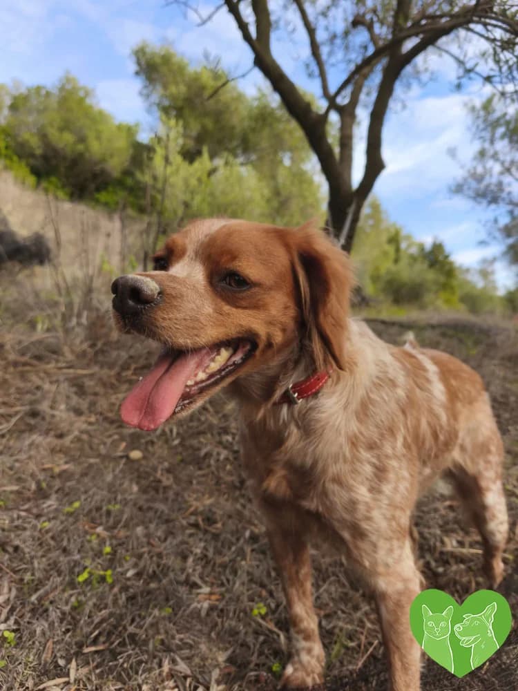 Ollie, female Mixed Breed for adoption at Corfu Animal Help, Corfu