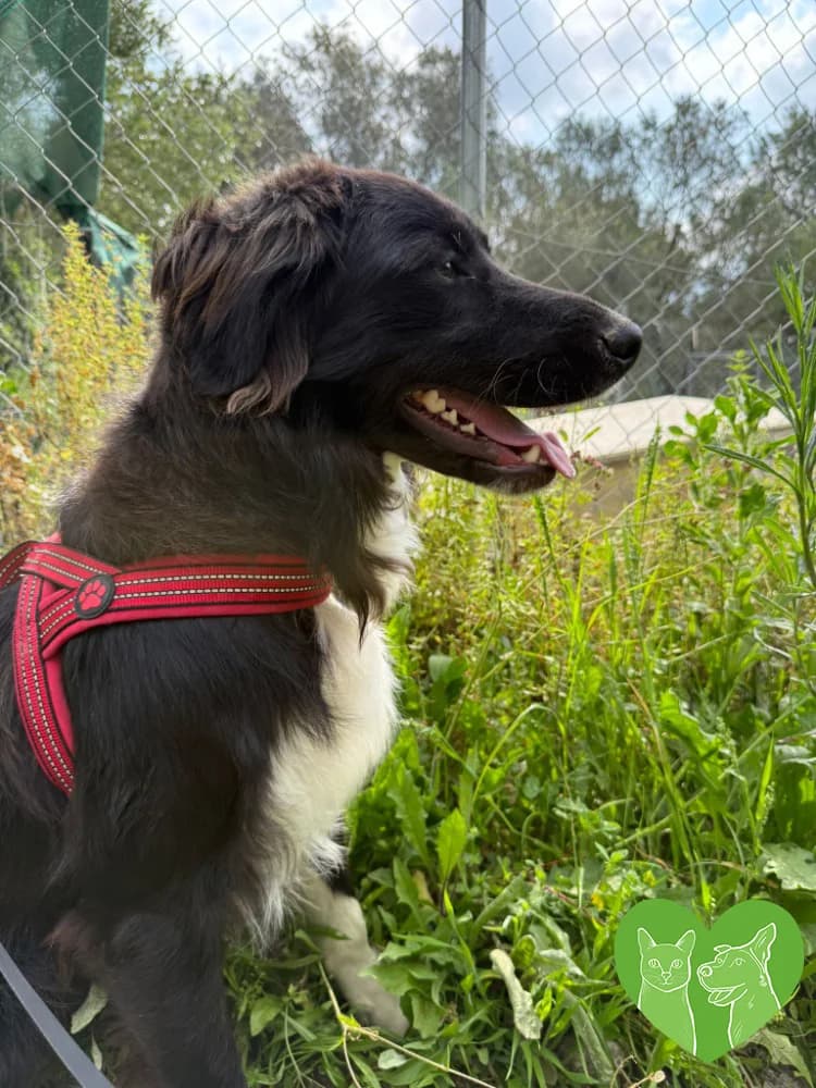 Rocky, Mixed Breed (Corfu Animal Help)