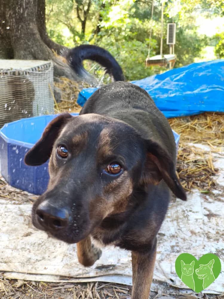Ruby, female puppy Mixed Breed for adoption at Corfu Animal Help, Corfu