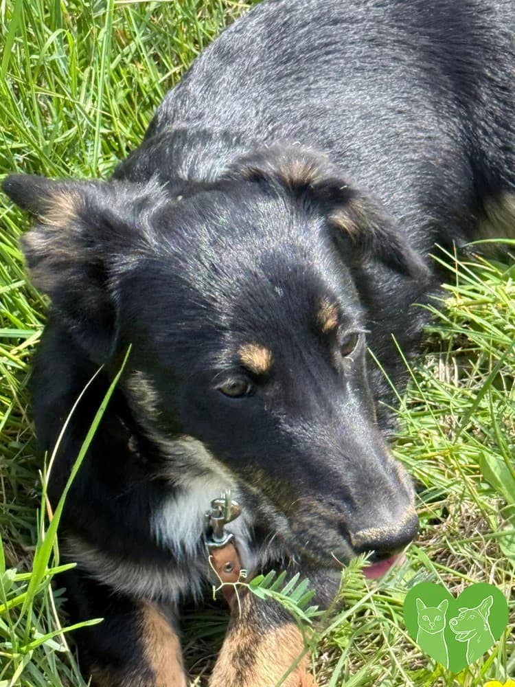 Sasha, female Mixed Breed for adoption at Corfu Animal Help, Corfu