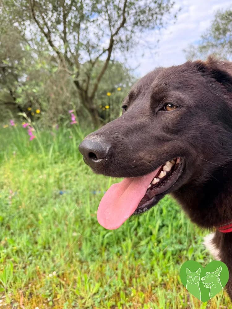 TIMO, Mixed Breed (Corfu Animal Help)
