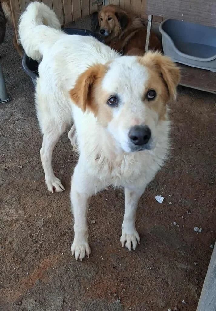 Lady, male 3yo Mixed Breed for adoption at DASH Dogs, Greece