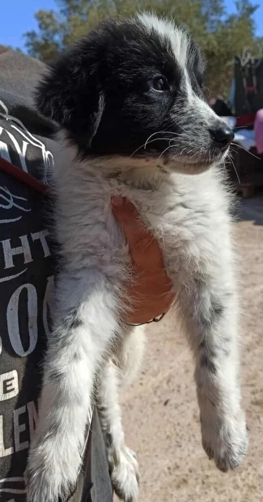 Clara, male puppy mixed breed for adoption at DASH Dogs, Greece