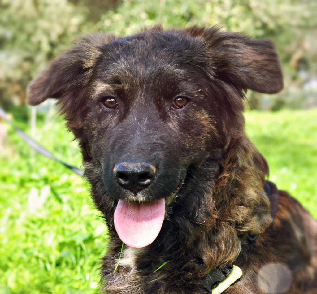 Oscar, male young mixed breed for adoption at DASH Dogs, Greece