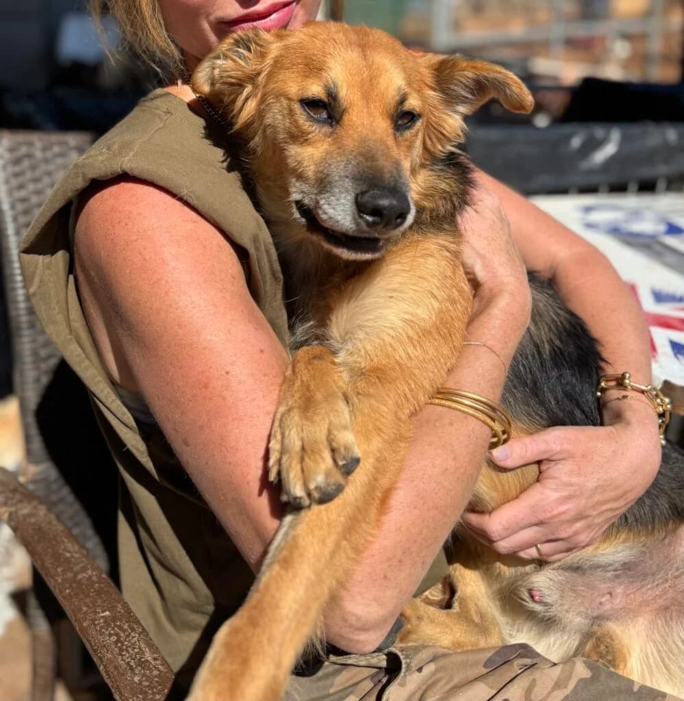 Foxy, male 3yo Mixed Breed for adoption at DASH Dogs, Greece